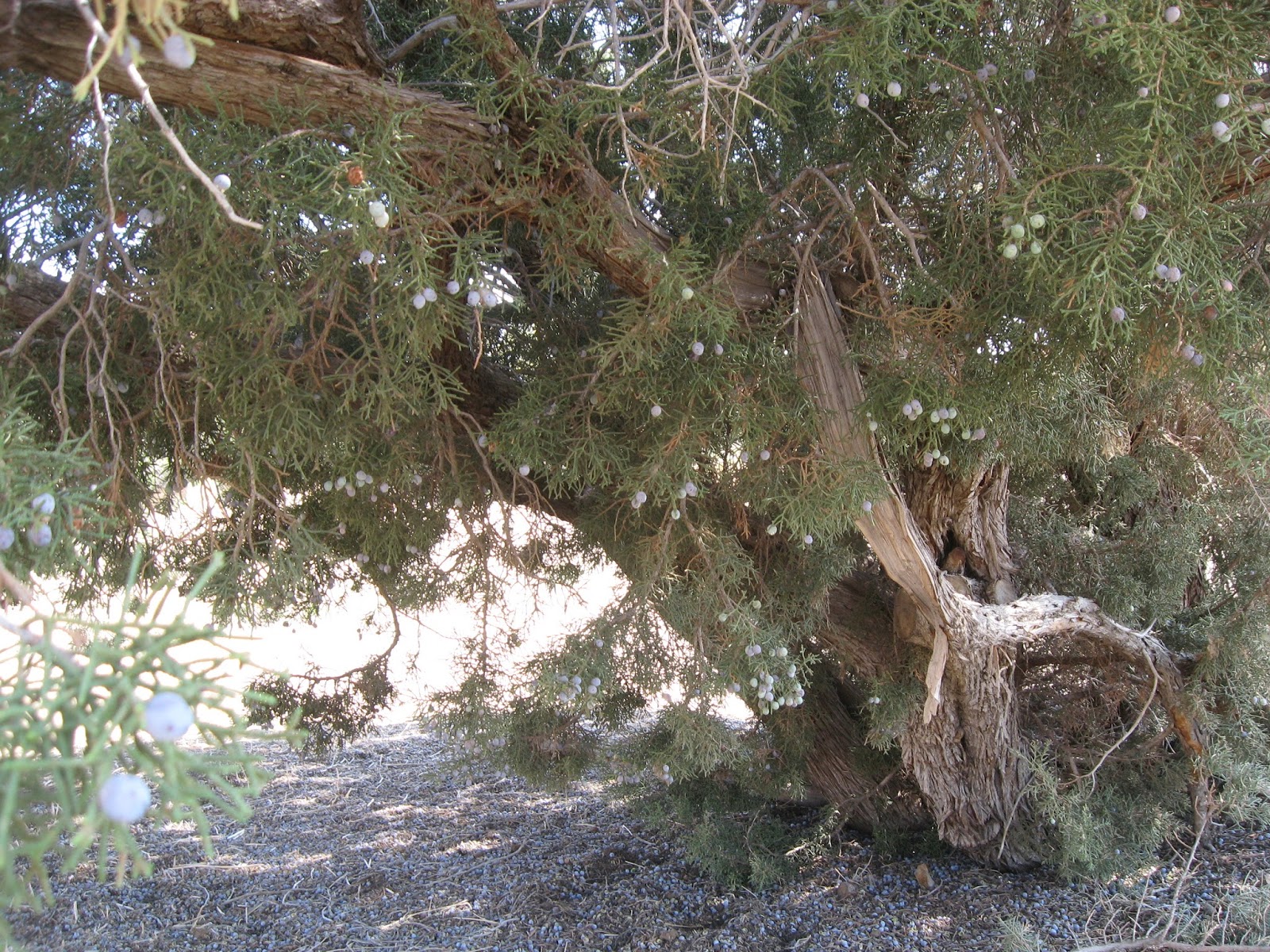 Desert Canyon Living The Old Juniper Tree and Me