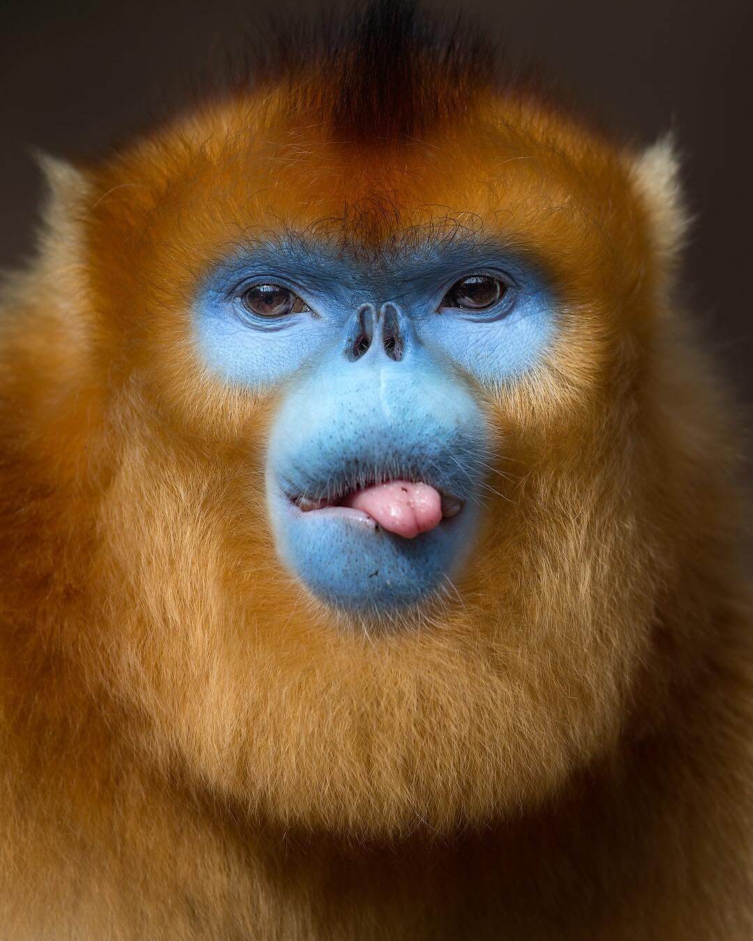 Human-Like Micro-Expressions Of Endangered Animals Across The World (Interview) Human-Like Micro-Expressions Of Endangered Animals Across The World (Interview)
