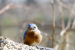 birds bluebird winter bluebirds visit sunflower expect eastern hearts wild bird seed eats attracting attract unlimited tough berry