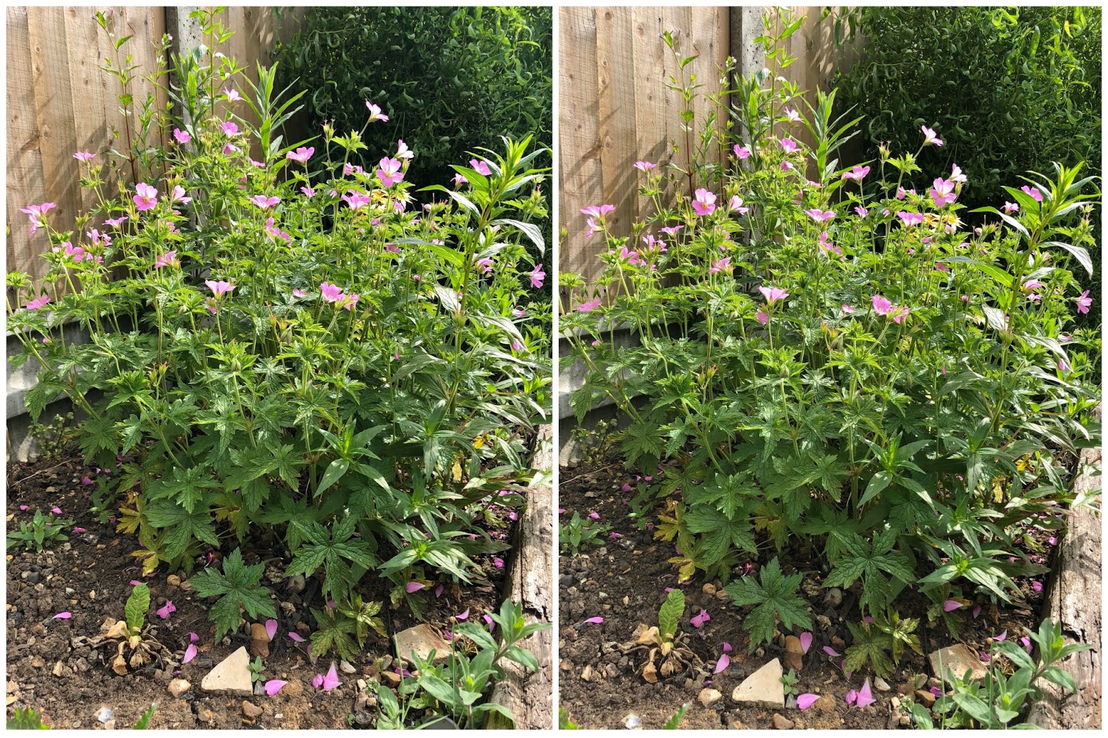 Comparing the cameras on the iPhone 8 Plus and the iPhone X Counting