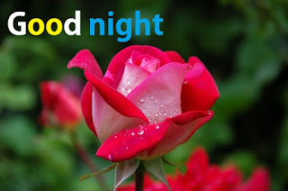 good night rose image