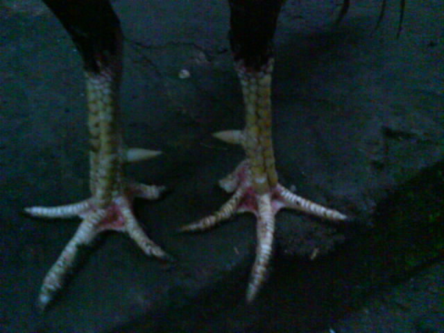 Ayam Bangkok Top: Contoh Champion Si Cuk