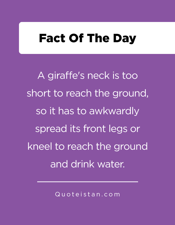 A giraffe's neck is too short to reach the ground, so it has to awkwardly spread its front legs or kneel to reach the ground and drink water.