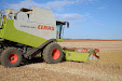 Claas Lexion 540. Harvesting thistles