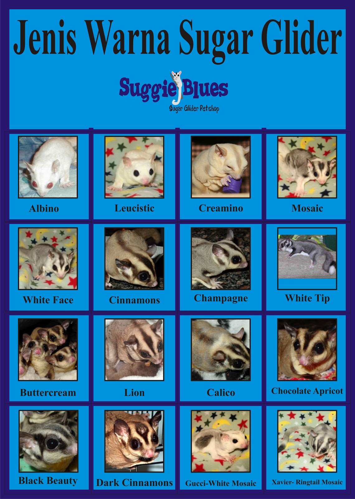 INSPIRATION 'SUGAR GLIDER' Si Imut yang Menggemaskan