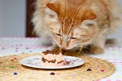 Recipes for a Cat birthday