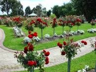 manfaat bunga mawar, khasiat bunga mawar, bunga mawar, budidaya jamur, budidaya jamur tiram, cara menanam tomat, budidaya cabe; 