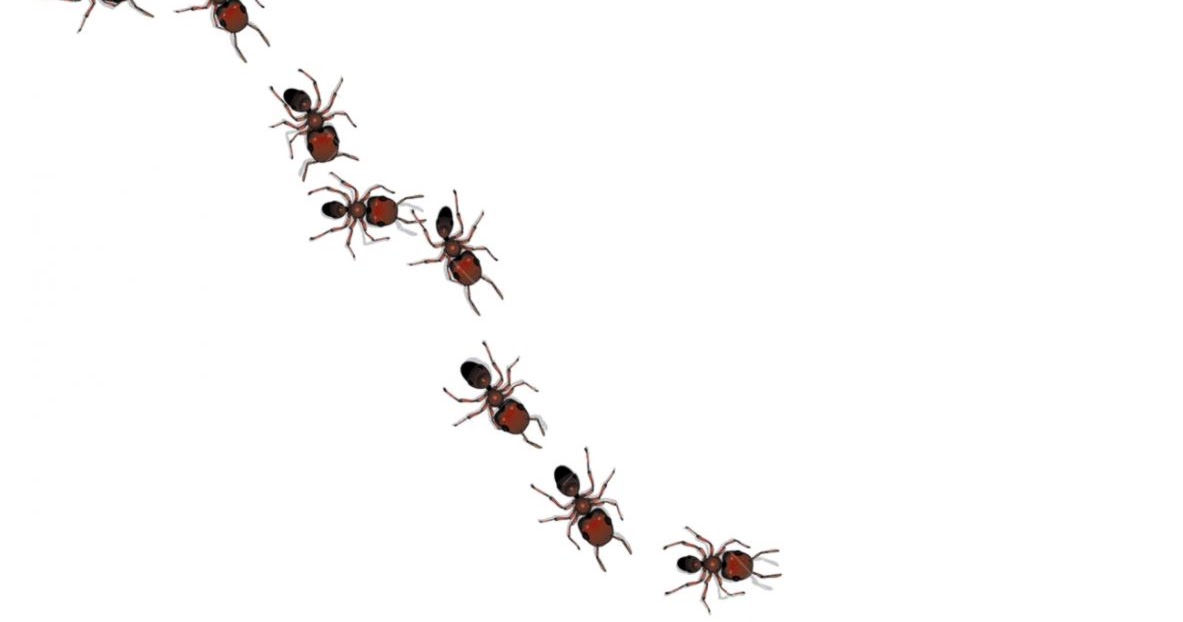 Муравьев к. Рассказать про муравья. Муравьев выход которого нет. Муравьев выход которого нет. Муравьев выход которого нет.