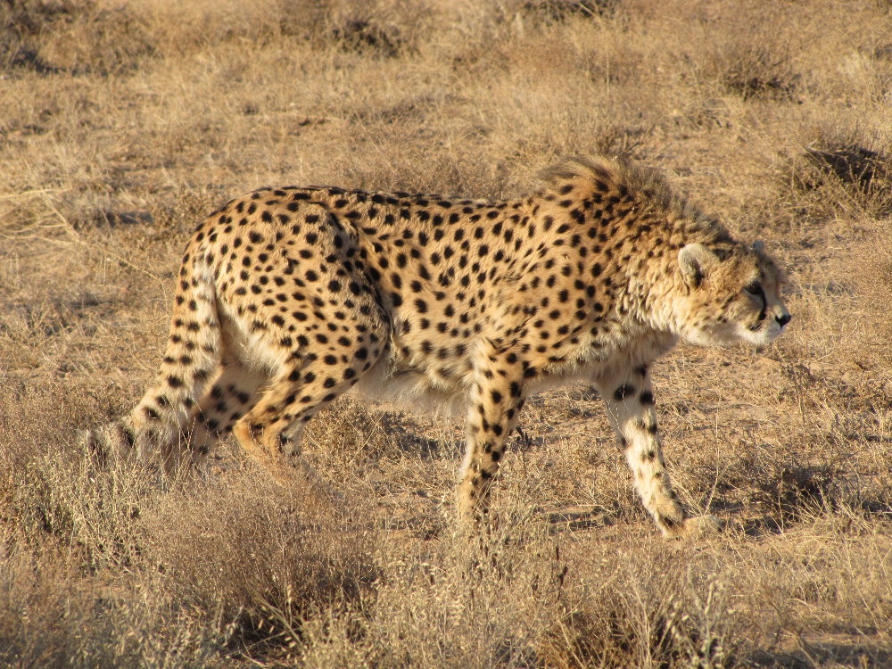 Abe's Animals: Live cheetah species