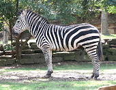 THE MODERATION AFFILIATION IS REPRESENTED BY THE ZEBRA