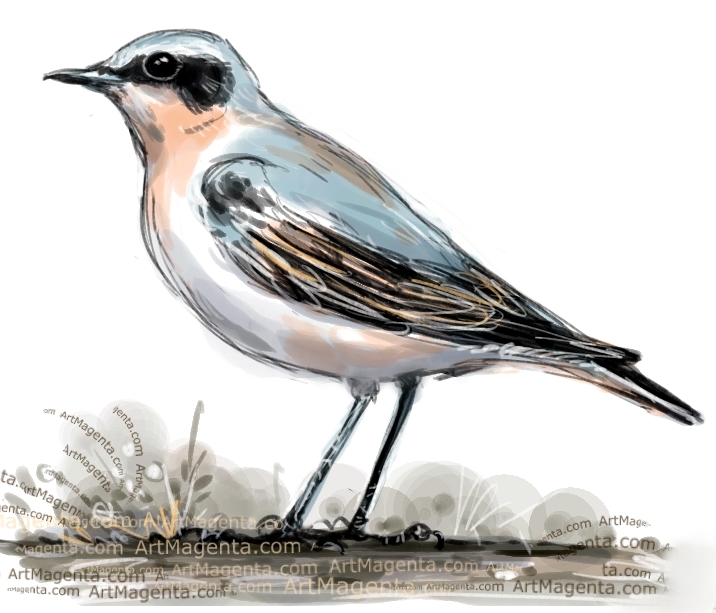 Wheatear sketch painting. Bird art drawing by illustrator Artmagenta