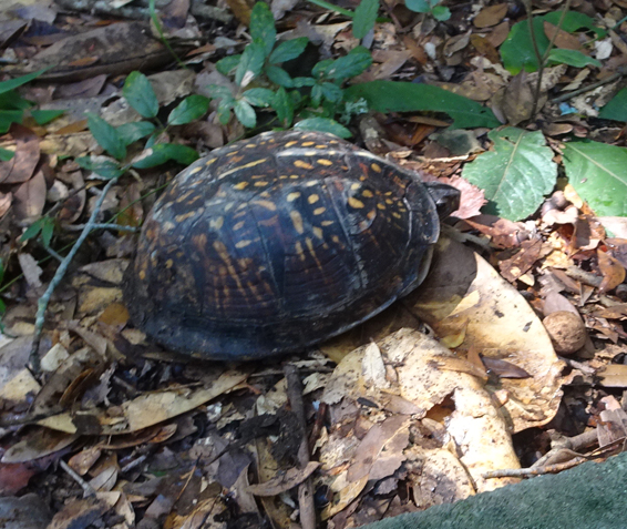 Gaia Garden: Turtle Rescue