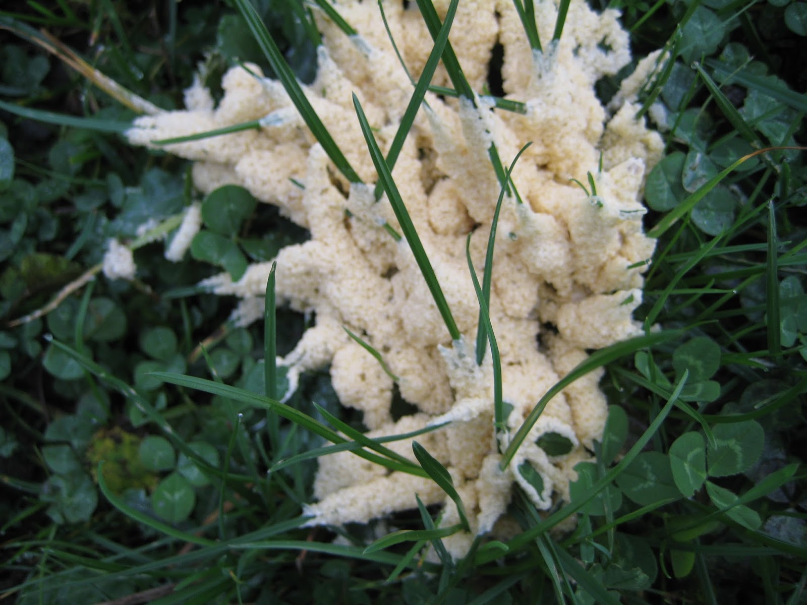 The Weaver of Grass Fungus
