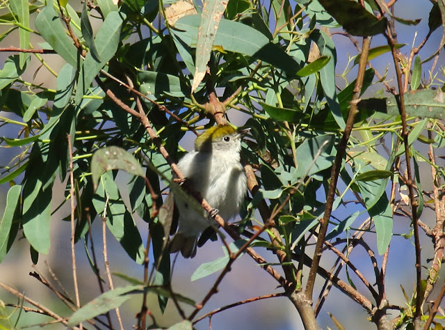 Chestnut-sided Warbler, Carlsbad, California