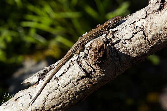 Blog Von Dietz Dietz Photography