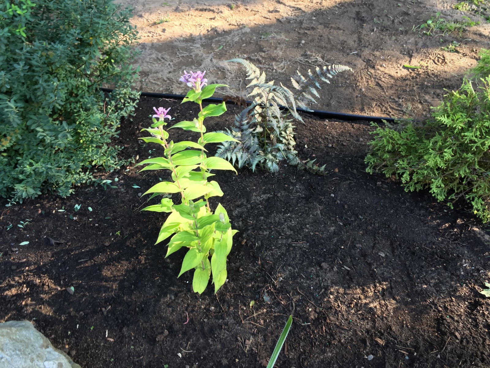 White Hardy Deciduous Shrub Spring Stock Photos White Hardy
