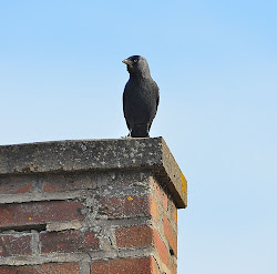 chimney birds chimneys sitting enjoy things nearby rested jackdaw quite while another