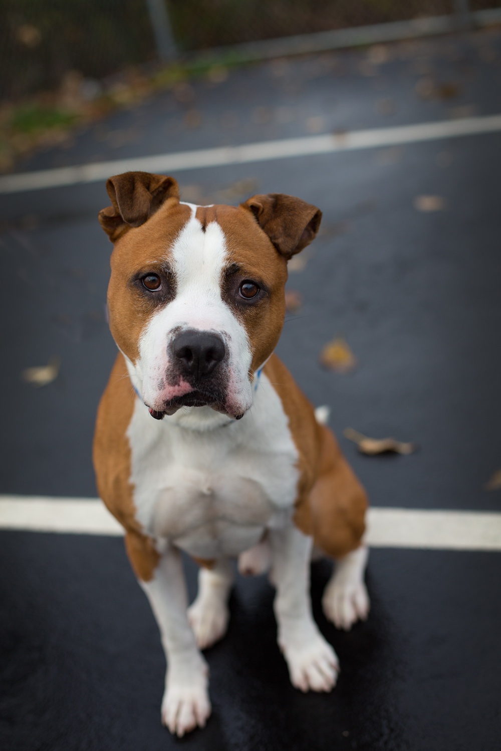 pit boxer mix