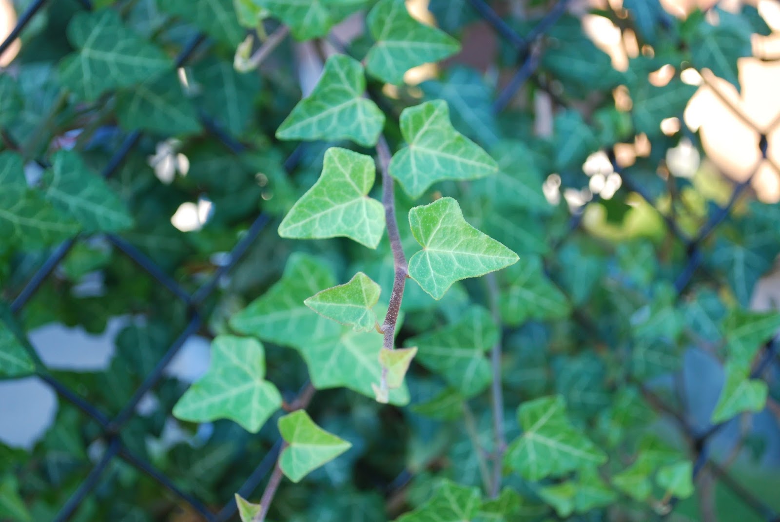 Reflective Thoughts by Barbara IVY WITH ITS GREEN AND MEANING