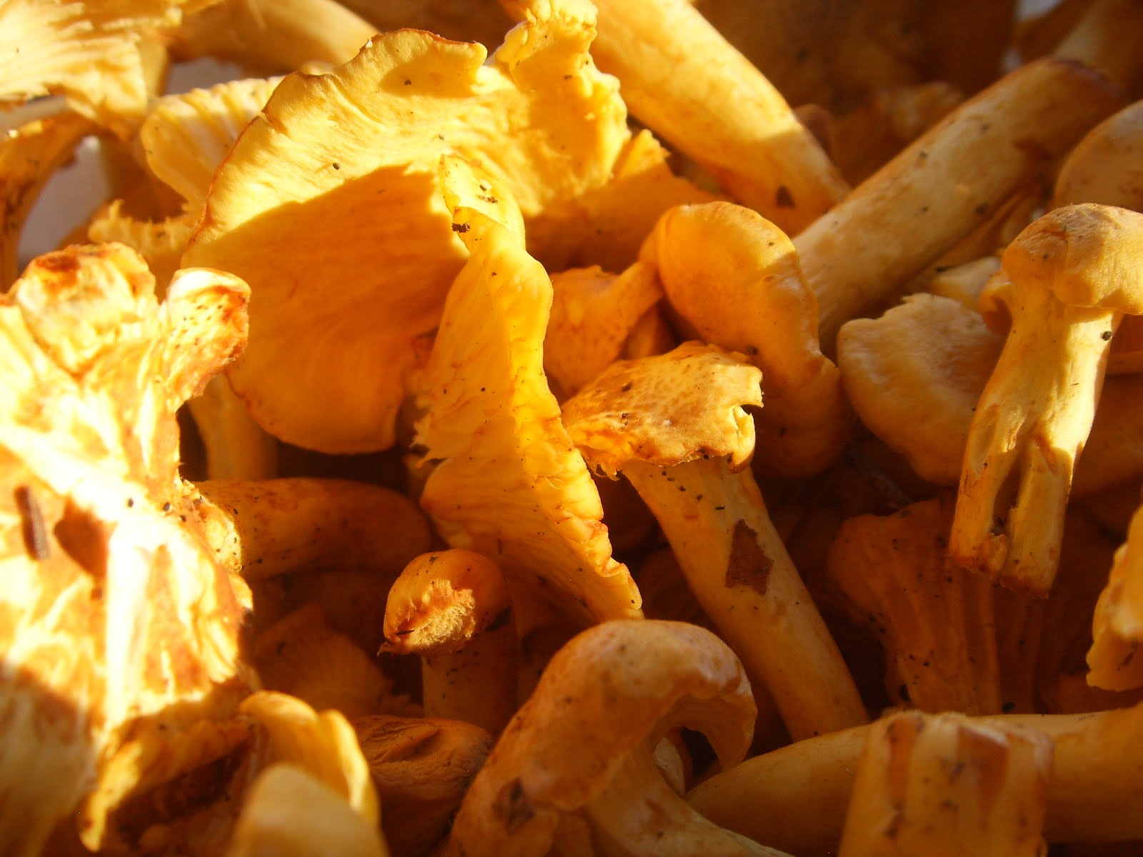 Girolles