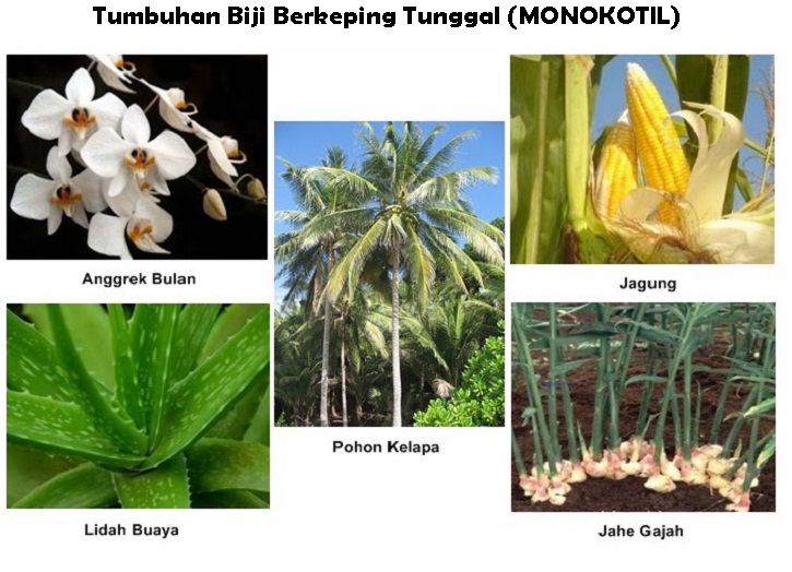 Ciri ciri morfologi tumbuhan monokotil