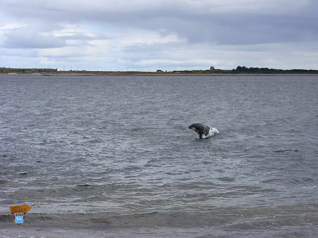 Delfines en Fortrose - Escocia