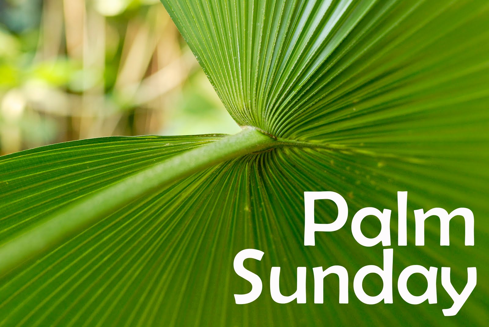 PicturesPool: Palm Sunday greetings wallpapers