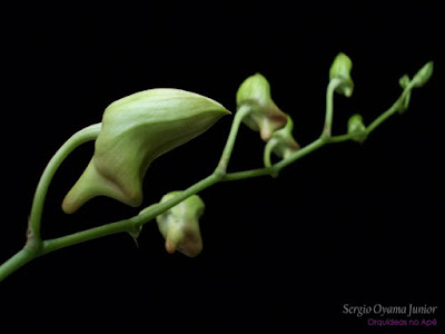 Botões florais da orquídea Denphal