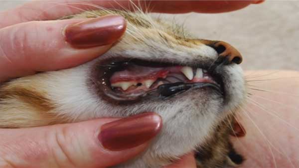 Learn about dental disease in cats
