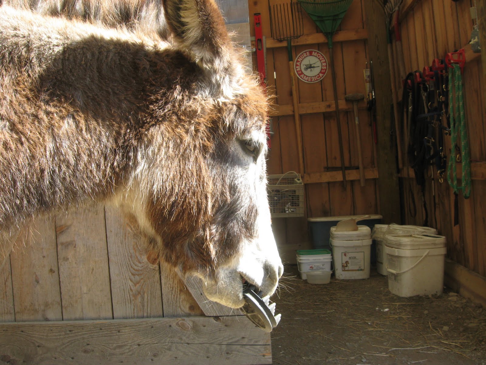 The Dancing Donkey Emma gives grooming lessons