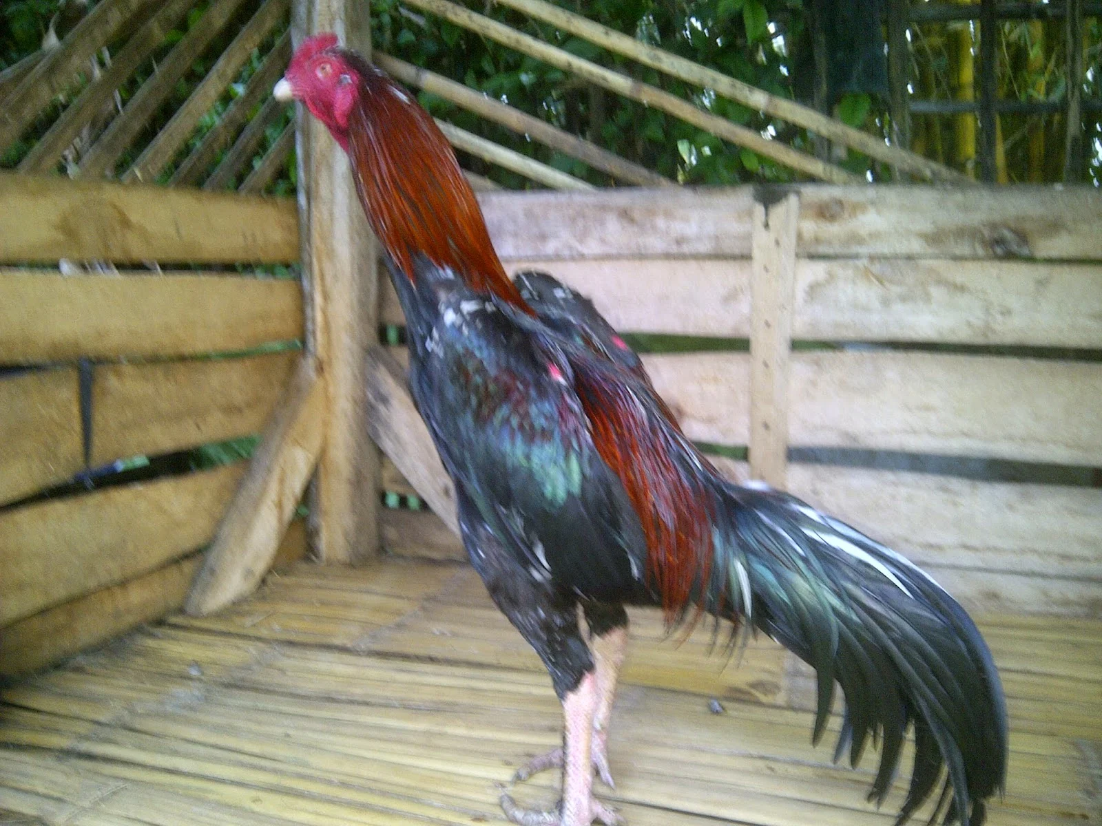Ayam Bangkok Super Jawara Garut