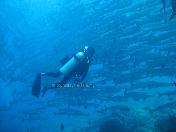 Scuba Diving At Sipadan Island