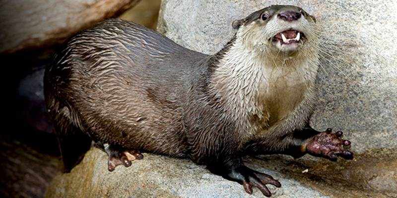 Sahabat Satwa Otter Berang Berang