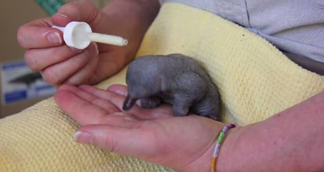 This baby echidna puggle will make your day