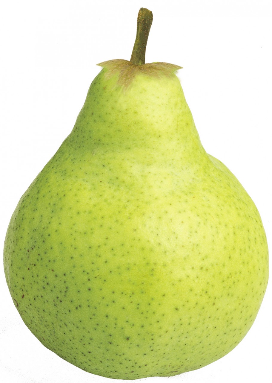 Mazzone pear. Груша Пакхам, 1 кг. Груши Вильямс Пакхамс. Груша Вильямс Аргентина. Алмурут груша.