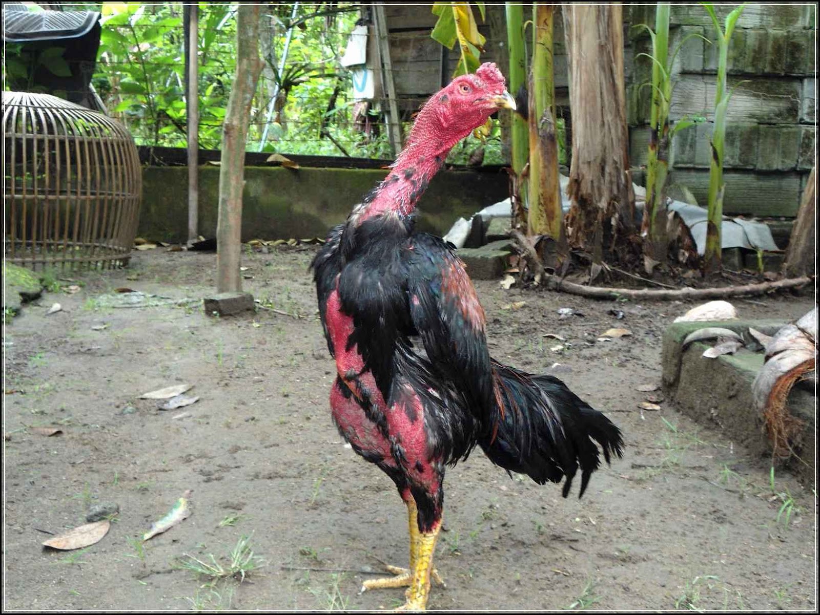 Ayam Bangkok Dari Anakan Hingga Dewasa