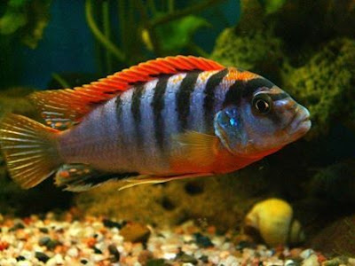 Labidochromis sp. “Hongi" Labidochromis sp. “Hongi"