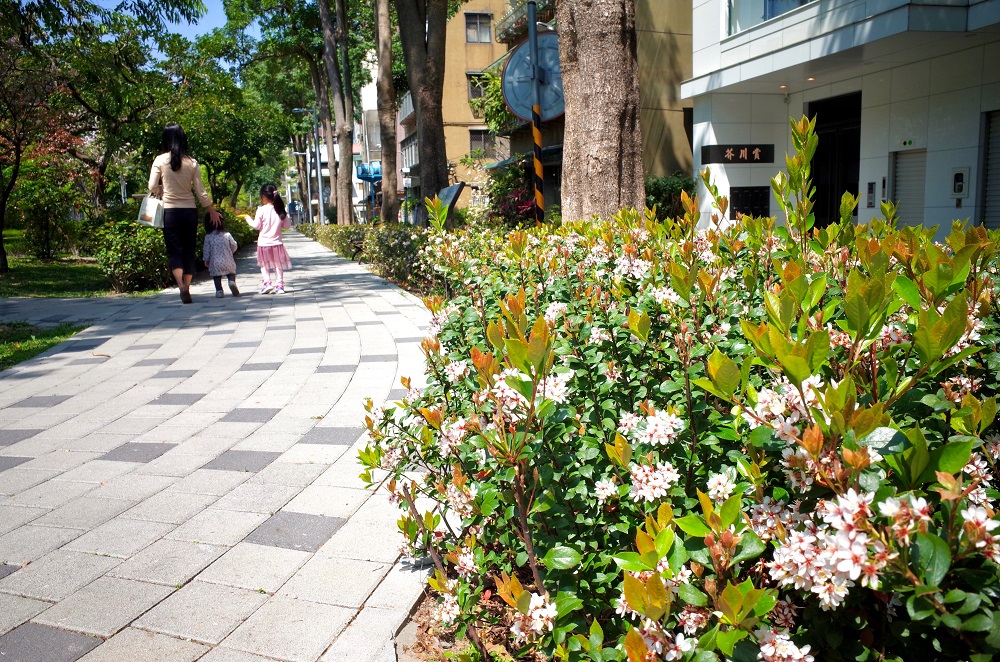 大地回春各地晴朗好天氣,在市民大道北側的華山公園帶狀沿線上、台北植物園石斑木已開始綻放嬌美的白色小花! 大地回春各地晴朗好天氣,在市民大道北側的華山公園帶狀沿線上、台北植物園石斑木已開始綻放嬌美的白色小花!