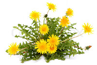 Paardebloem paardenbloem (Taraxacum officinale)