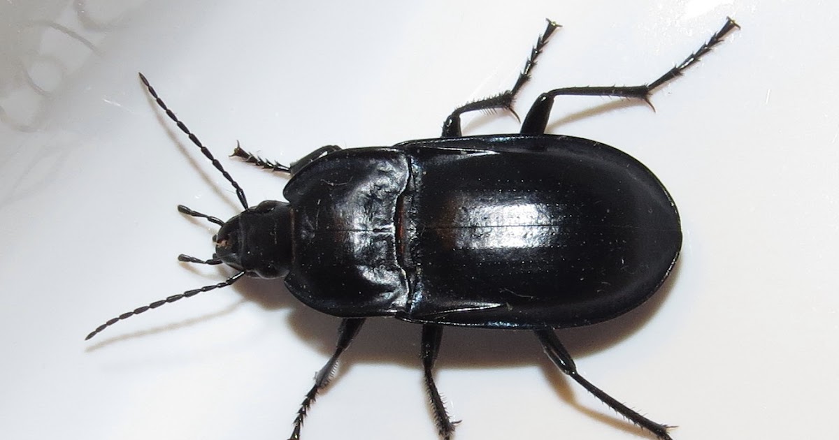 Bug Eric ID Tip Ground Beetle or Darkling Beetle?