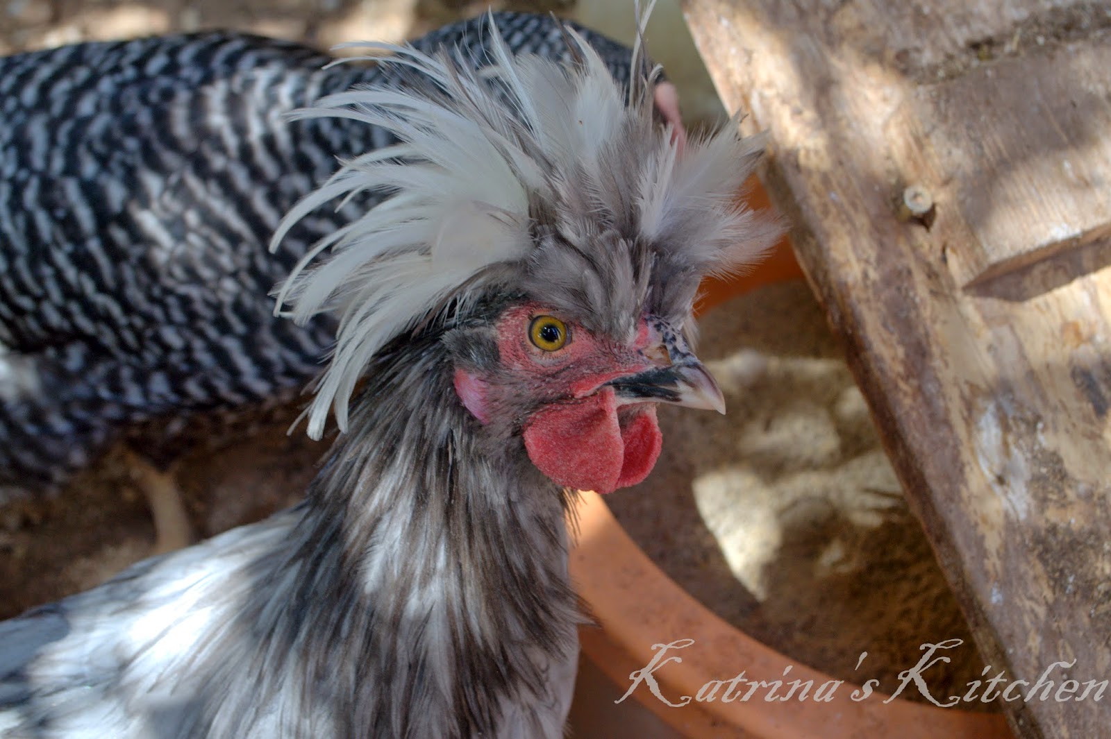 Katrina's Kitchen In Memory of a Rooster