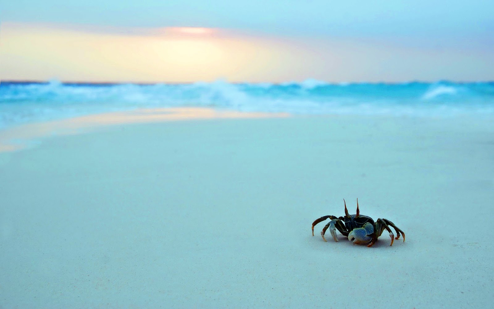 Beautiful Wallpapers for Desktop: Crab Wallpapers hd