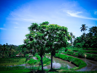 Mimba Or Azadirachta Indica Trees In The Middle Of The Rice Fields At Ringdikit Village, North Bali, Indonesia
