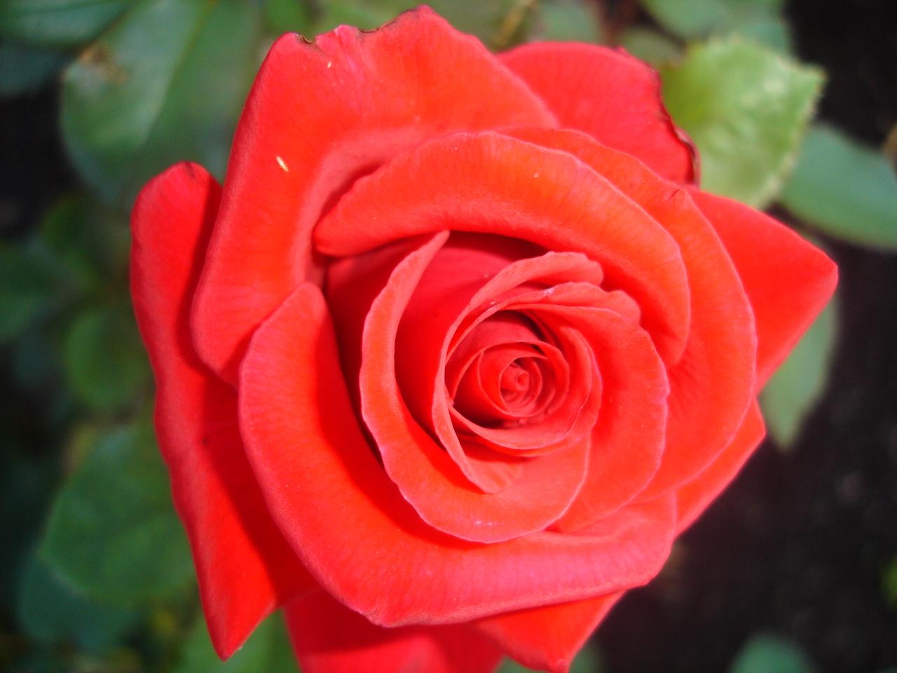 Flowers: Rose Kardinal