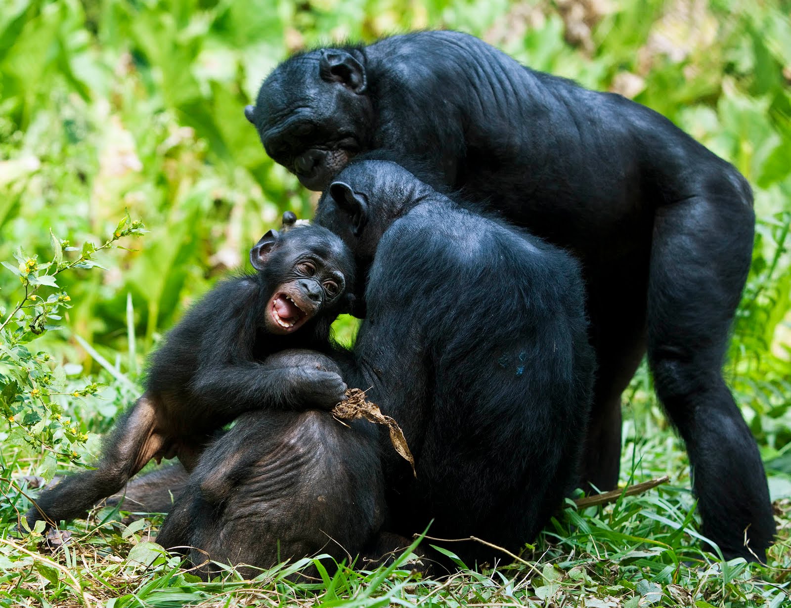 Спаривание мужчин. Шимпанзе бонобо. Генотип бонобо. Бонобо спаривание. Обезьяны бонобо спариваются.