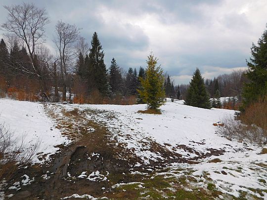 Wchodzimy na Polanę nad Wierchomlą.