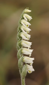Autumn Lady's Tresses - North Wales