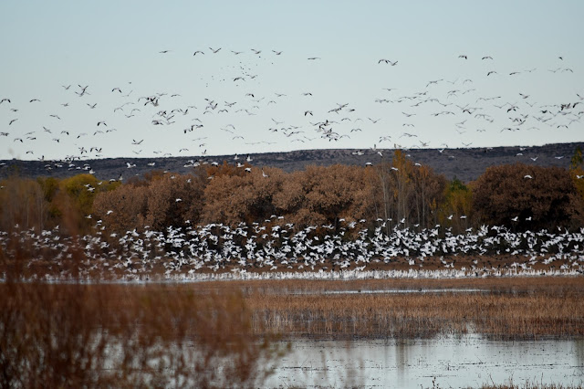 Snow Geese at Bosque del Apache National Wildlife Refuge