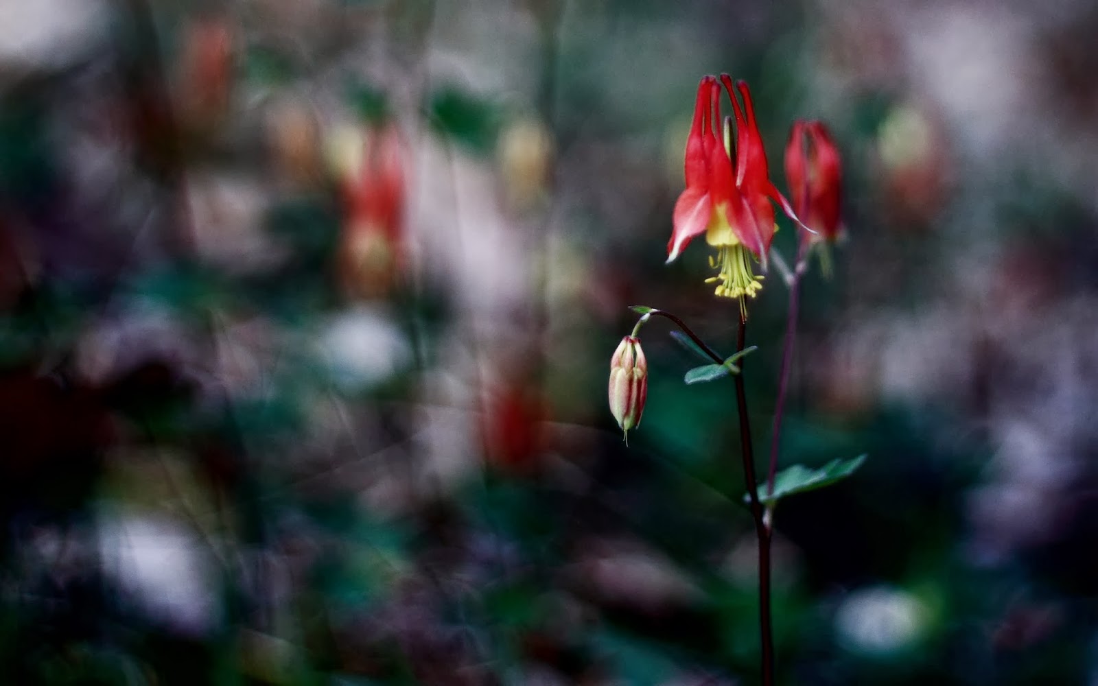 Columbine wallpapers hd | Tops Wallpaper HD