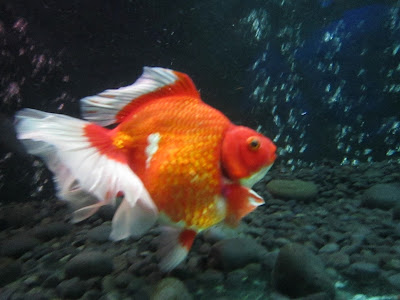 Libur Sekolah 4 Hari di Jakarta Recall